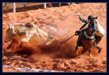 Relembrando fatos de 2016 – Proibição da vaquejada