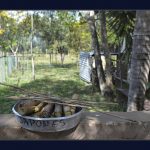 Método do enriquecimento ambiental muda a rotina dos animais no zoológico