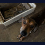 Diretoria de Vigilância Ambiental promove feira de adoção de cães e gatos