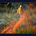 Brasília Ambiental abre inscrições para contratar brigadistas