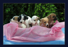 Sábado (28) é dia de adoção na Zoonoses