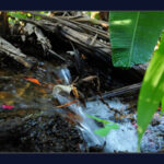 Ajude a definir propósito e potencialidades do Olhos d’Água